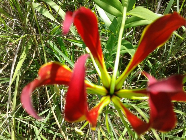 Fireball lily that is an indigenous flower. Copyright Rupi Mangat (800x600)