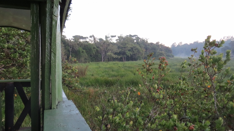 saiwa swamp from tree house copyright maya mangat (800x450)