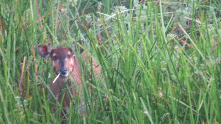 sitatunga 1 in saiwa swamp copyright maya mangat (800x450)