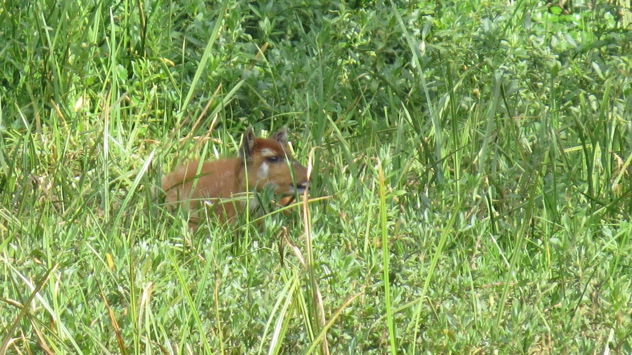 Sitatunga in saiwa Swamp Copyright Maya Mangat