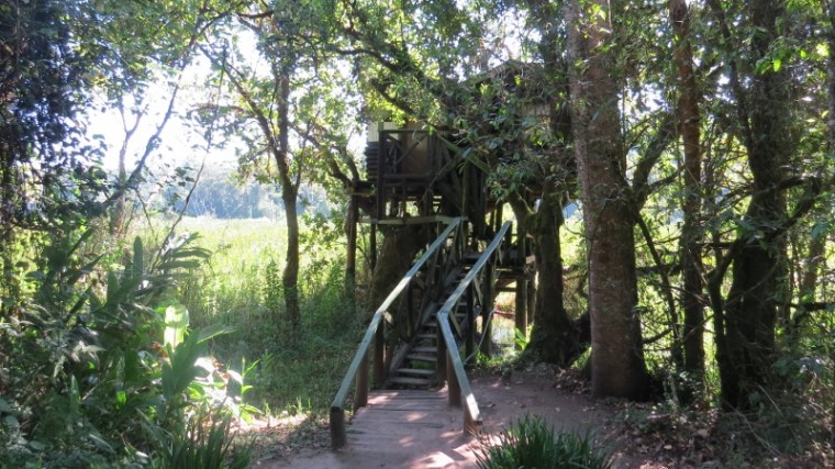tree house entrance an saiwa swamp copyright maya mangat (800x450)