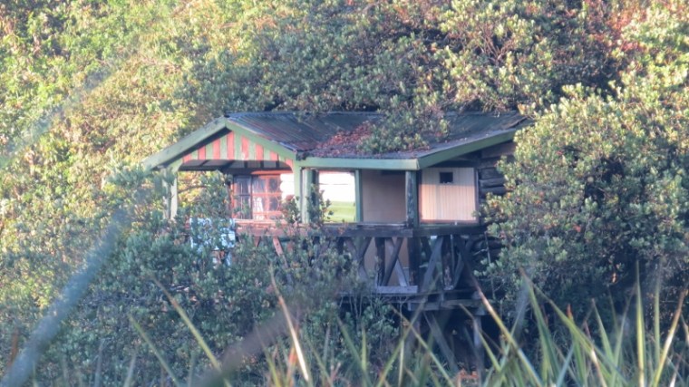 tree house in saiwa swamp copyright maya mangat (800x450)