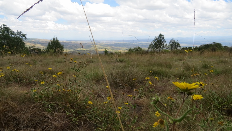 wild flowers on endebess cliff mount elgon copyright maya mangat dec 2018 (800x450)