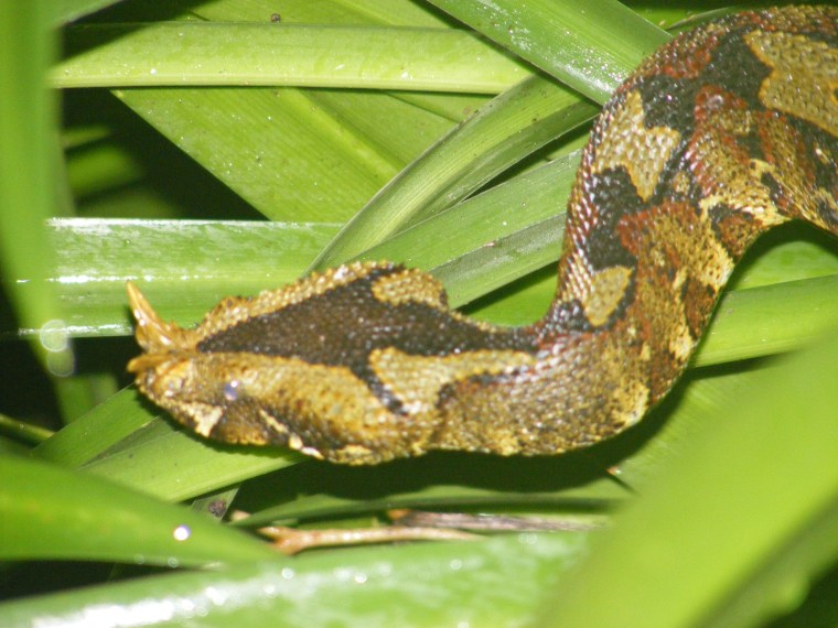 2012_1225RondoSNAKE20120032