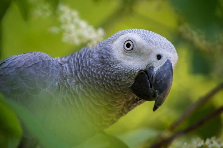 Congo African Grey Parrot