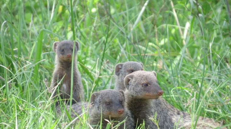 Banded mongoose family Maasai Mara Jan 2019 Copyright Rupi Mangat 2 (800x450)