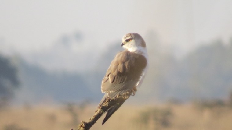 Black shouldered kite in Nairobi National Park February 2019. Copyright Rupi Mangat (800x450)
