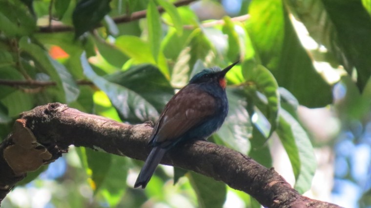 Blue-headed Bee-eater - Kakamega Forest. Copyright Maya Mangat for 23 Feb 2019 (800x450)