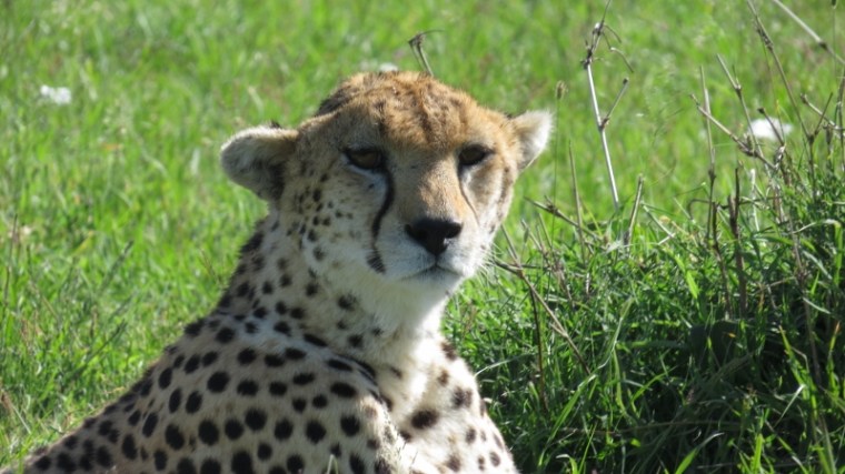 Cheetah Maasai Mara Jan 2019 Copyright Rupi Mangat 2 (800x450)