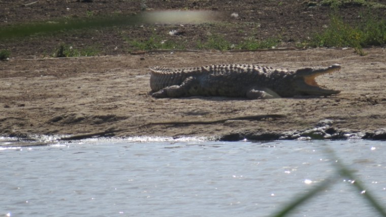 Crocodile in Nairobi National Park February 2019. Copyright Rupi Mangat (800x450)