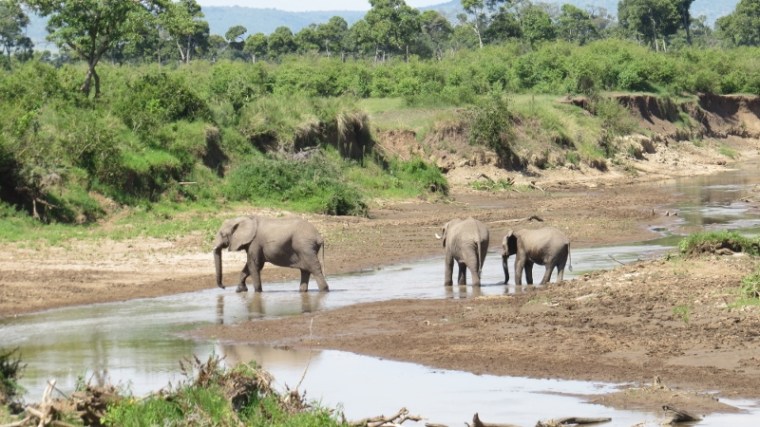 Elephants crossing Mara River Maasai Mara Jan 2019 Copyright Rupi Mangat 2 (800x450)