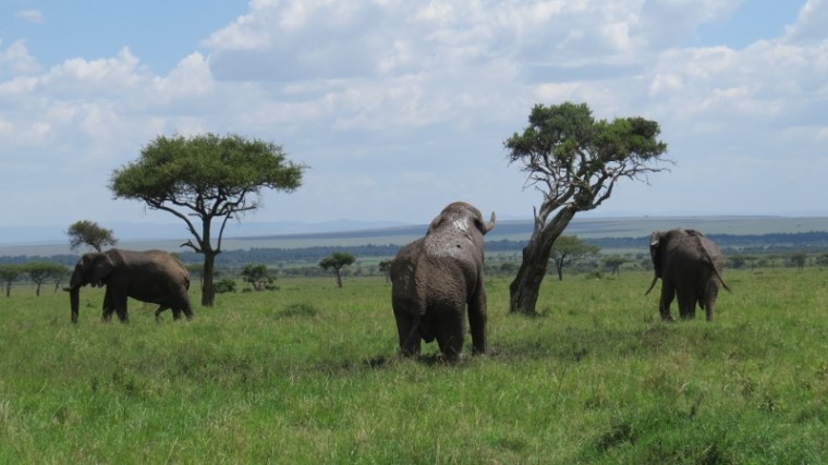 Elephant mud bath Maasai Mara Jan 2019 Copyright Rupi Mangat (800x450)