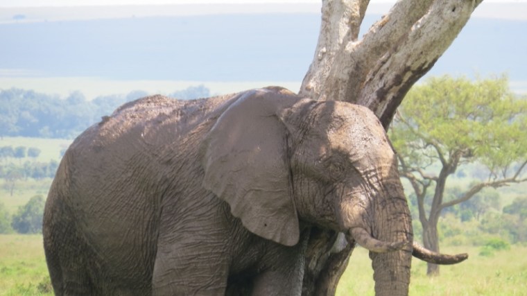 Elephant slumber Maasai Mara Jan 2019 Copyright Rupi Mangat 2 (800x450)