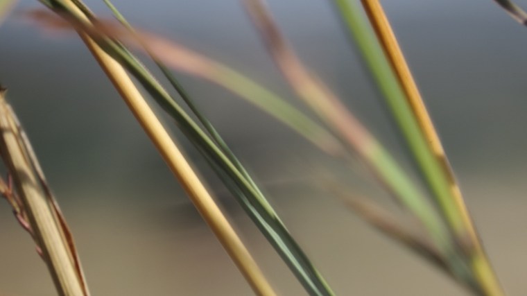Grass stalks in Nairobi National Park February 2019. Copyright Rupi Mangat (800x450)