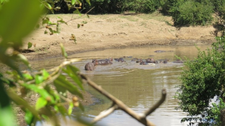 Hippo pod Maasai Mara Jan 2019 Copyright Rupi Mangat 2 (800x450)