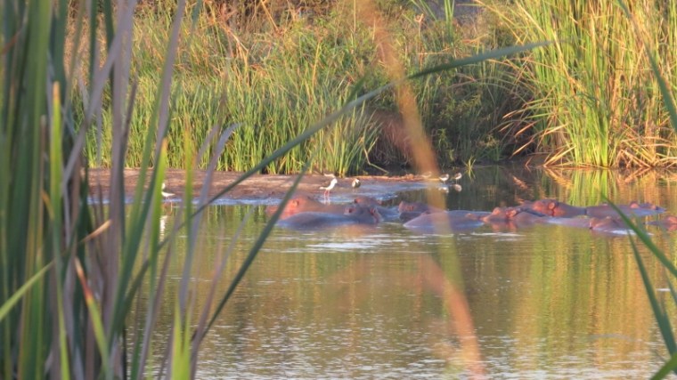 Hippos in Nairobi National Park February 2019. Copyright Rupi Mangat (800x450)