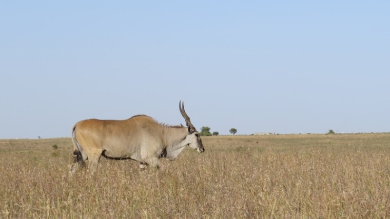 Impala in Nairobi National Park February 2019. Copyright Rupi Mangat (800x450)