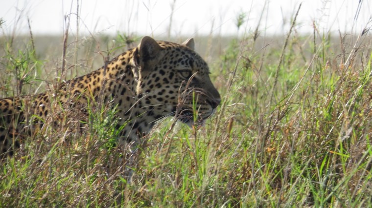 Leopard Maasai Mara Jan 2019 Copyright Rupi Mangat 2 (1280x719)