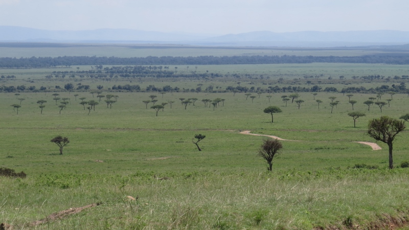 Maasai Mara Jan 2019 Copyright Rupi Mangat 2 (800x450)