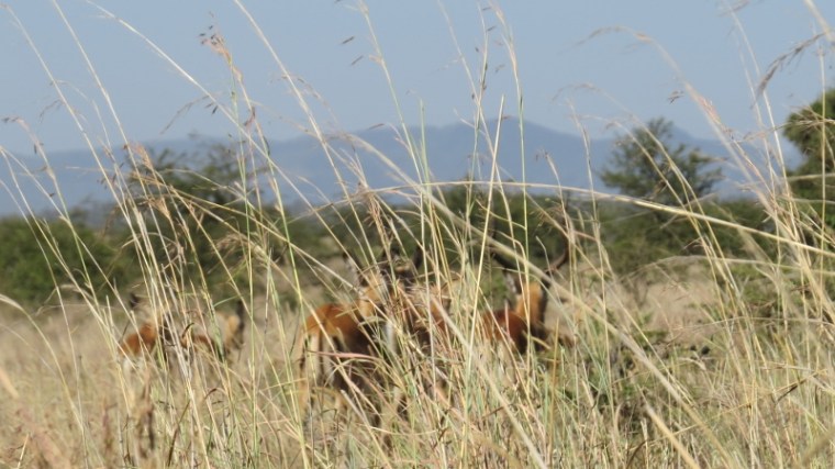 Ngong Hills with impala herd in Nairobi National Park February 2019. Copyright Rupi Mangat (800x450)