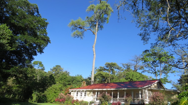 The tallest tree - Antiaristoxicaris is where Africa's mightiest raptor the African Crowned eagle nests at Rondo Retreat Kakamega Forest. Copyright Maya Mangat for 23 Feb 2019
