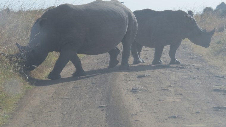 White rhino mother and babe in Nairobi National Park February 2019. Copyright Rupi Mangat (800x450)