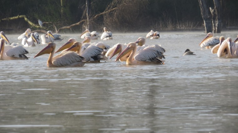 Great white pelicans herding fish for breakfast. Copyright Rupi Mangat