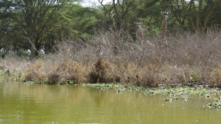 Young giraffe watch us sailing in Oloiden. Copyright Rupi Mangat