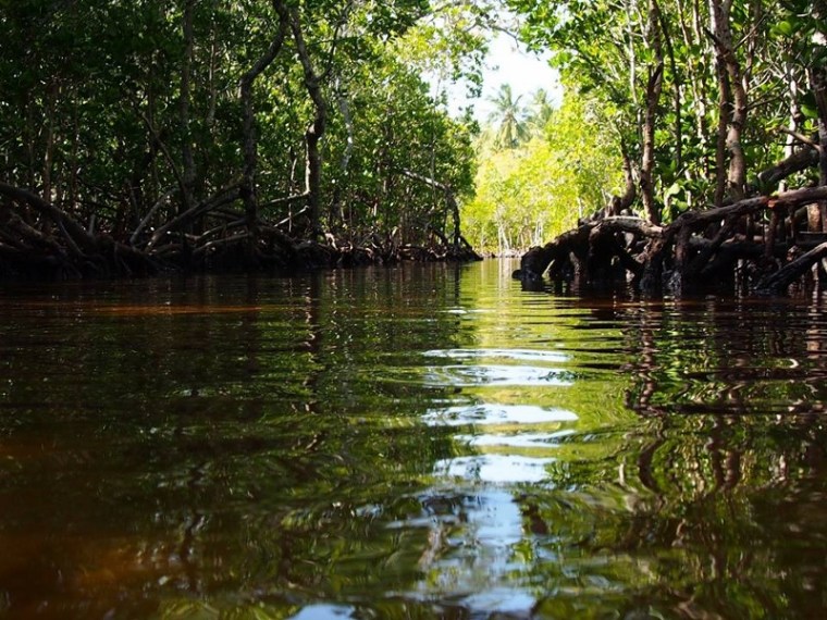 local Ocean Conservation 1 (800x600)