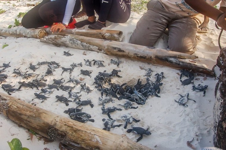 local Ocean Conservation 10 (800x532)