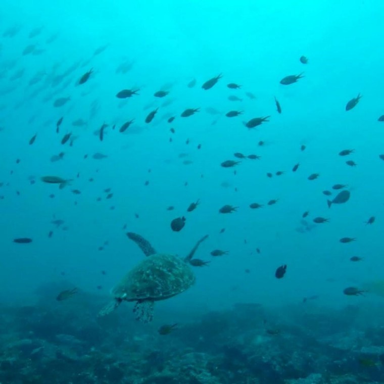 local Ocean Conservation 17 (800x800)