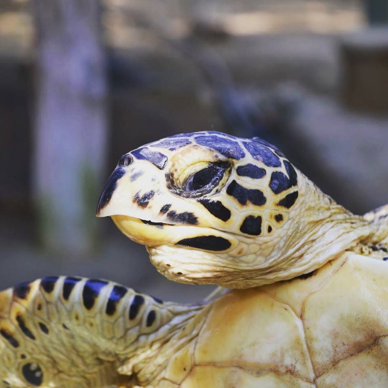 local Ocean Conservation 18 (800x799)