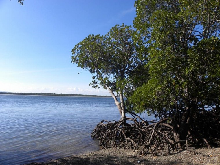 local Ocean Conservation 2 (800x600)