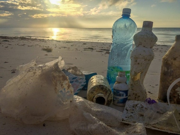 local Ocean Conservation 4 (800x600)