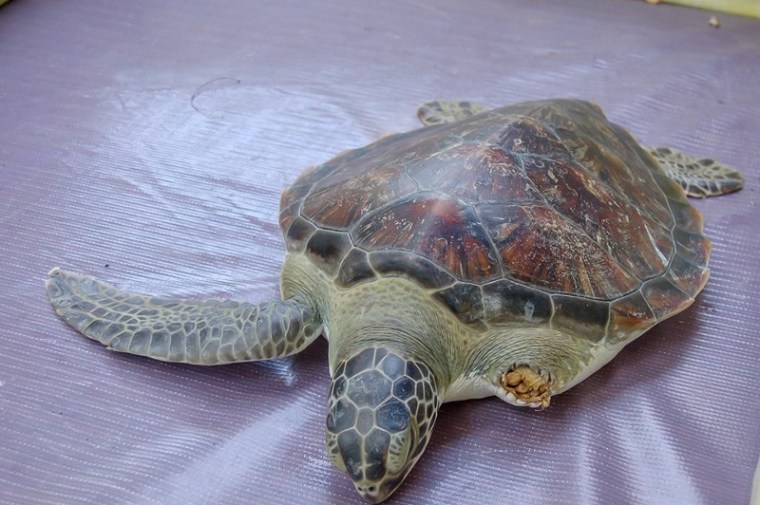 local Ocean Conservation 9 (800x532)