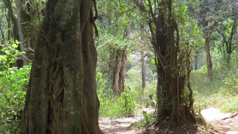 Forest trees Nairobi City Park. Copyright Rupi Mangat Feb 2019 (800x450)