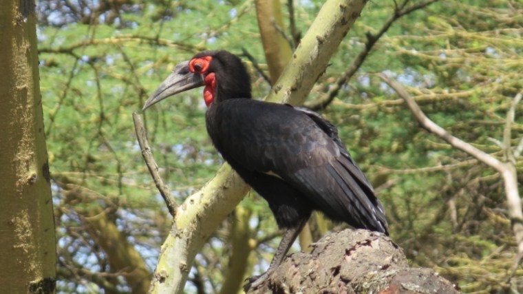 Ground Hornbill rarely seen on a tree at Lake Naivasha KWS ground Copyright Rupi Mangat (800x450)