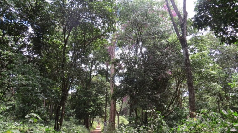 Nairobi City Park Forest path. Copyright Rupi Mangat Feb 2019 (800x450)