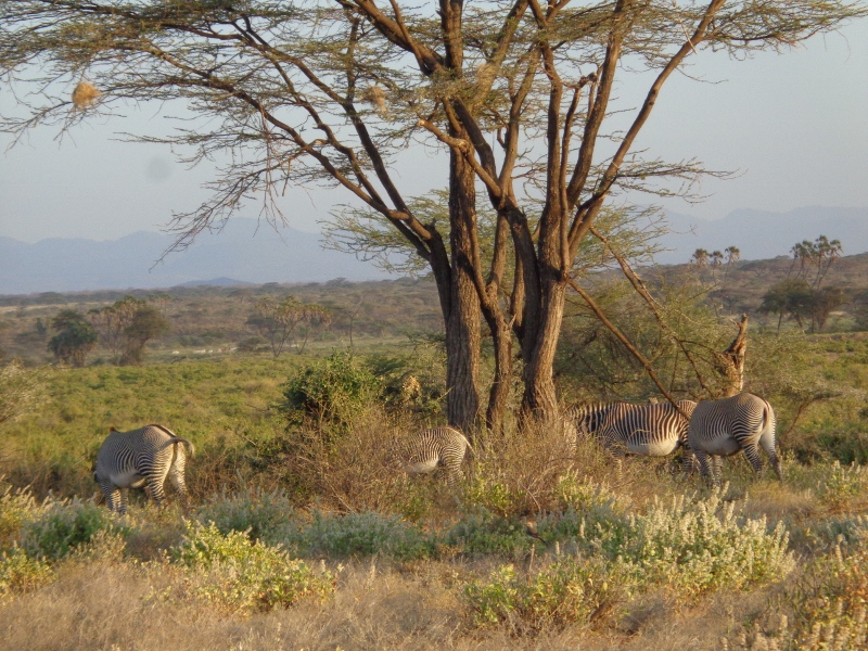 Grevy's zebra in northern Kenya. Copyright Rup iMangat