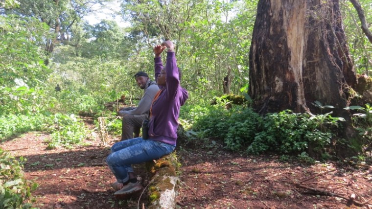 Forest bathing or ‘Shinrin-yoku’ - Faith Cepkemei watched by John Gitiri in kSouth Nandi Forest. May 2019. Copyright Rupi Mangat (800x450)