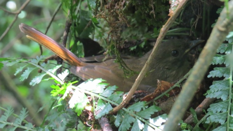 Still in the nest - South Nandi Forest. Copyright Rupi Mangat