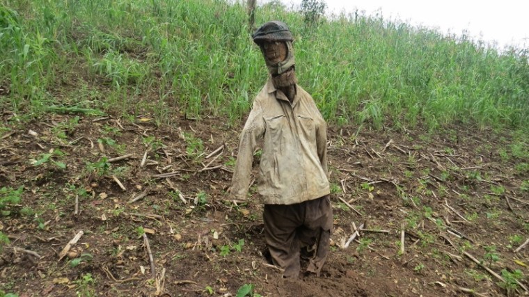 Scarecrow on farm on edge of South Nandi Forest in Kobujoii. May 2019. Copyright Rupi Mangat (800x450)