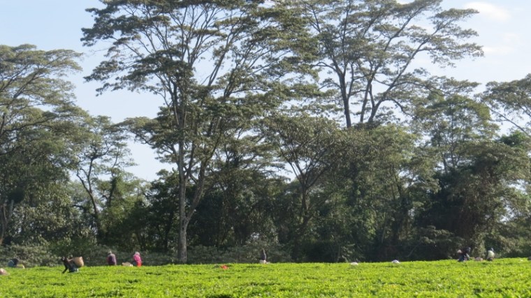 South Nandi Forest surrounded by Nyayo Tea Zone at Kobujoi. May 2019. Copyright Rupi Mangat. (800x450)