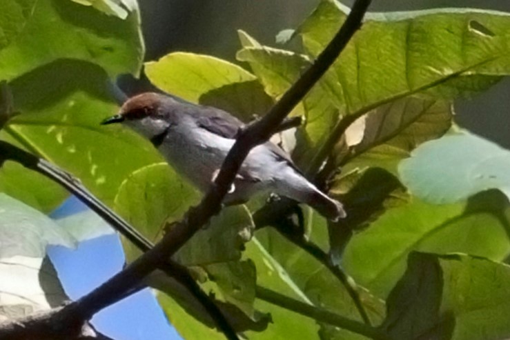 TurnerEremomela turen (2)