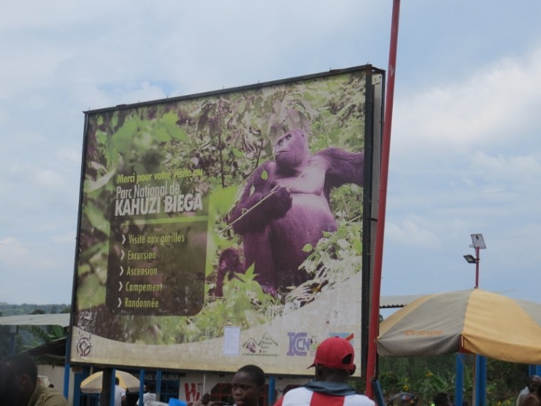 En route from Bukavu to Kahuzi Biega National Park to see the largest ape in the world, Grauer's gorilla - Copyright Rupi Mangat (800x600)