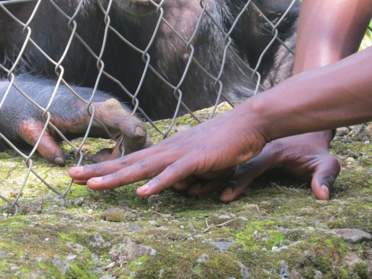 Espoir the guide at Lwiro with his chimpanzee friend at Lwiro Primate Rehabilitation Center. Copyright Rupi Mangat. (800x600)