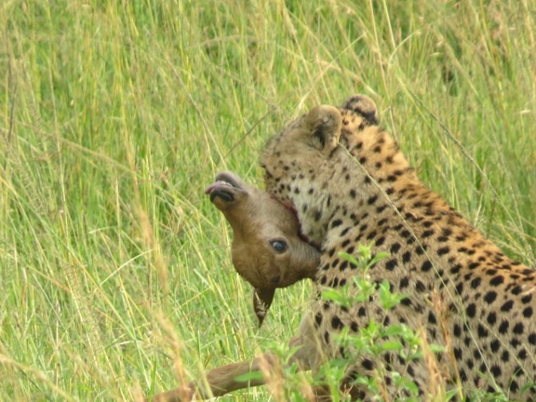 Jun 2019 Cheetah with impala kill in Maasai Mara. Copyright Rupi Mangat (800x600)