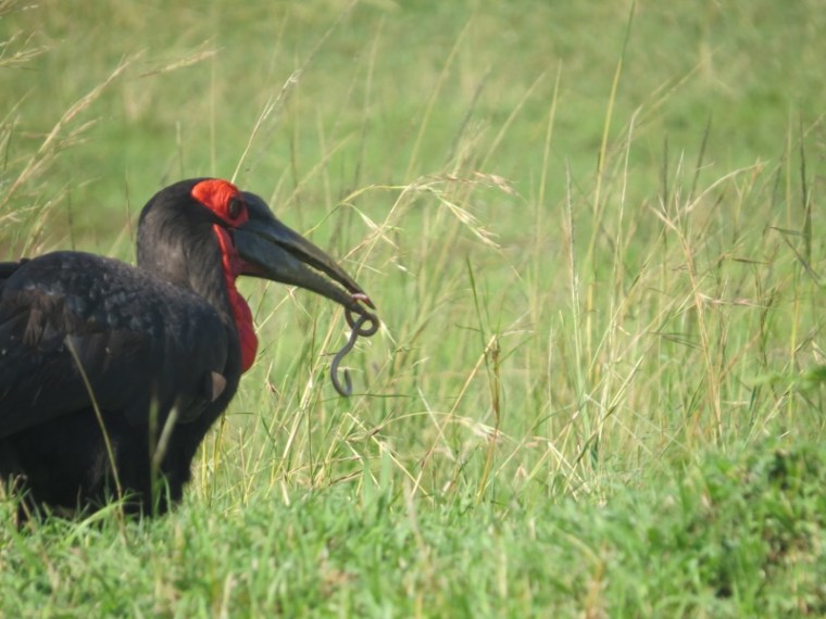 Jun 2019 Ground Hornbill with snake for breakfast in Maasai Mara. Copyright Rupi Mangat (800x600)