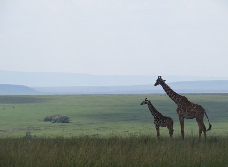 Jun 2019 Increassingly endangered giraffe. In Maasai Mara. Copyright Rupi Mangat (1280x960)