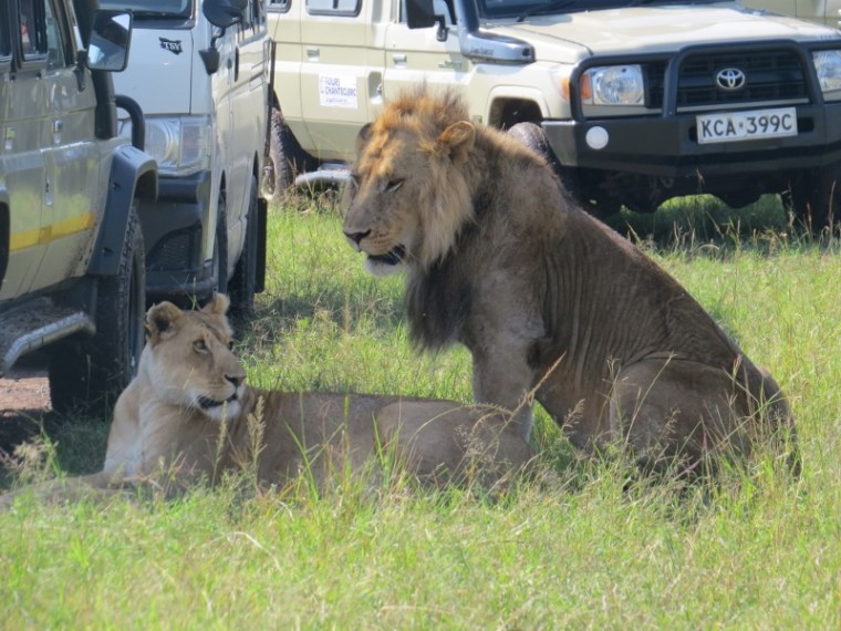 Jun 2019 Mandevu and unidentified female in Maasai Mara. Copyright Rupi Mangat (800x600)